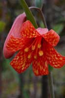 Fritillaria recurva photographed by Shawn DeCew  Josephine County March 2007