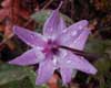 Erythronium hendersonii photographed by Shawn DeCew  Josephine County March 2007