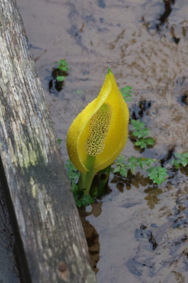 April is Native Plant Appreciation Month