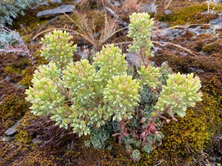 Citizen Science: Siskiyou Crest White Paper Series