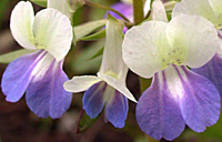 Blue eyed Mary (Norm Jensen)