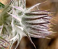 Cobwebby thistle (Norm Jensen)