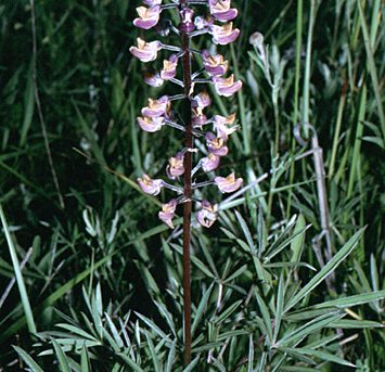 Lupinus sulphureus 