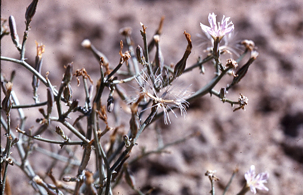 Stephanomeria malheurensis 