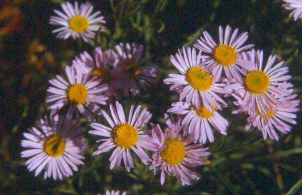 Erigeron decumbens var. decumbens