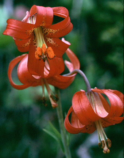 Western lily