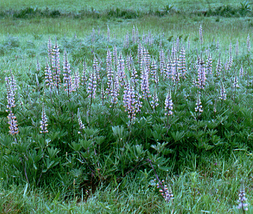 Kincaid�s lupine