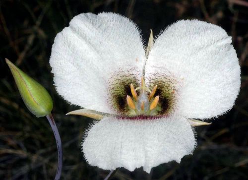 Southern Oregon Botanical Areas Threatened by Nickel Laterite Mining